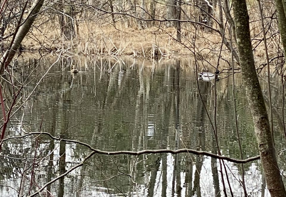 Enjoy the wildlife on the pond like this pair of mallard ducks