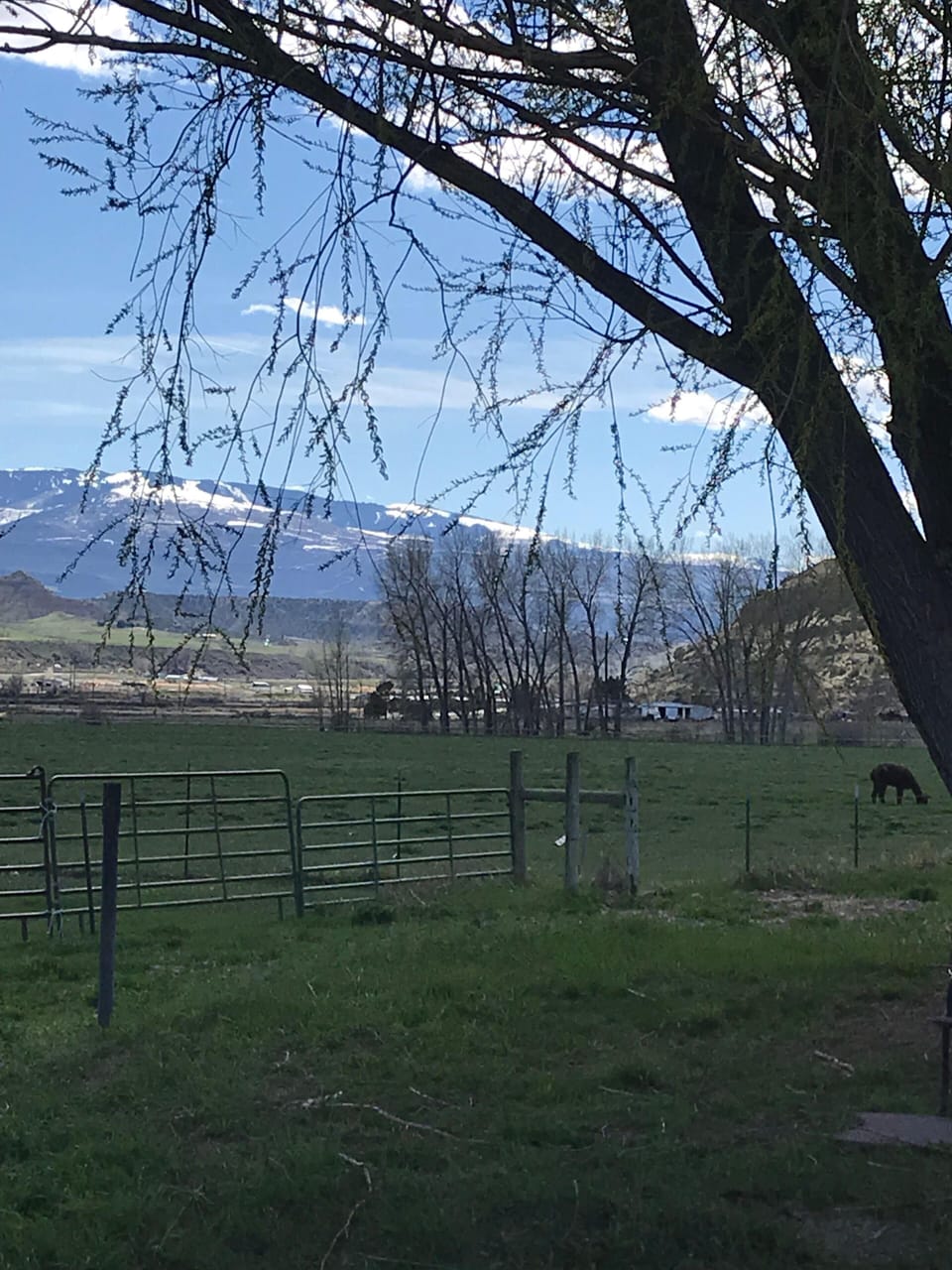 Alpacas right out the door!