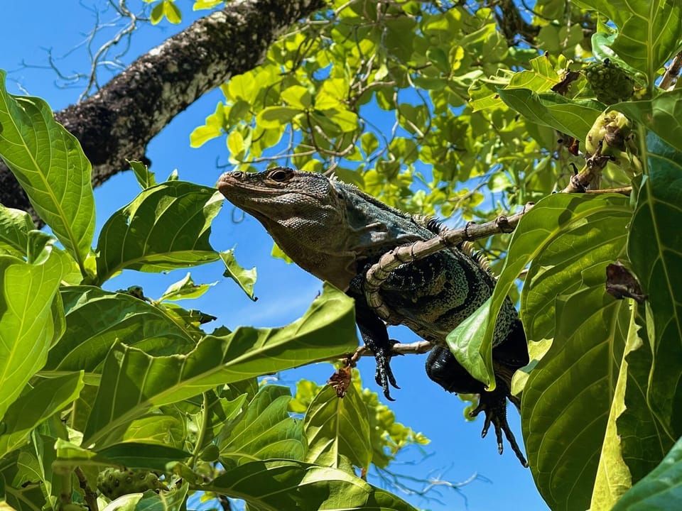 Basilisk or Jesus Cristo lizard living the Pura Vida life