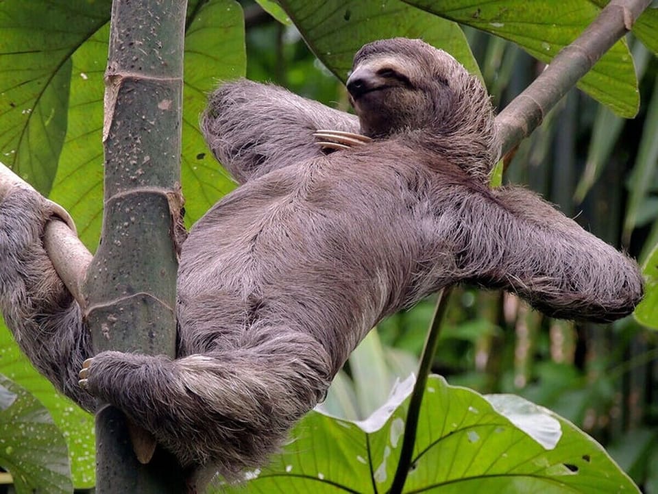 If this is how you react to seeing a sloth, Costa Rica is the place for you
