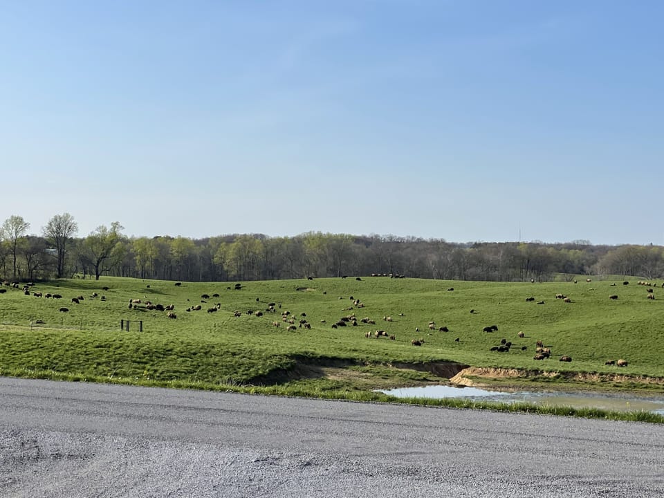 Our furry neighbors are RIGHT across the street!