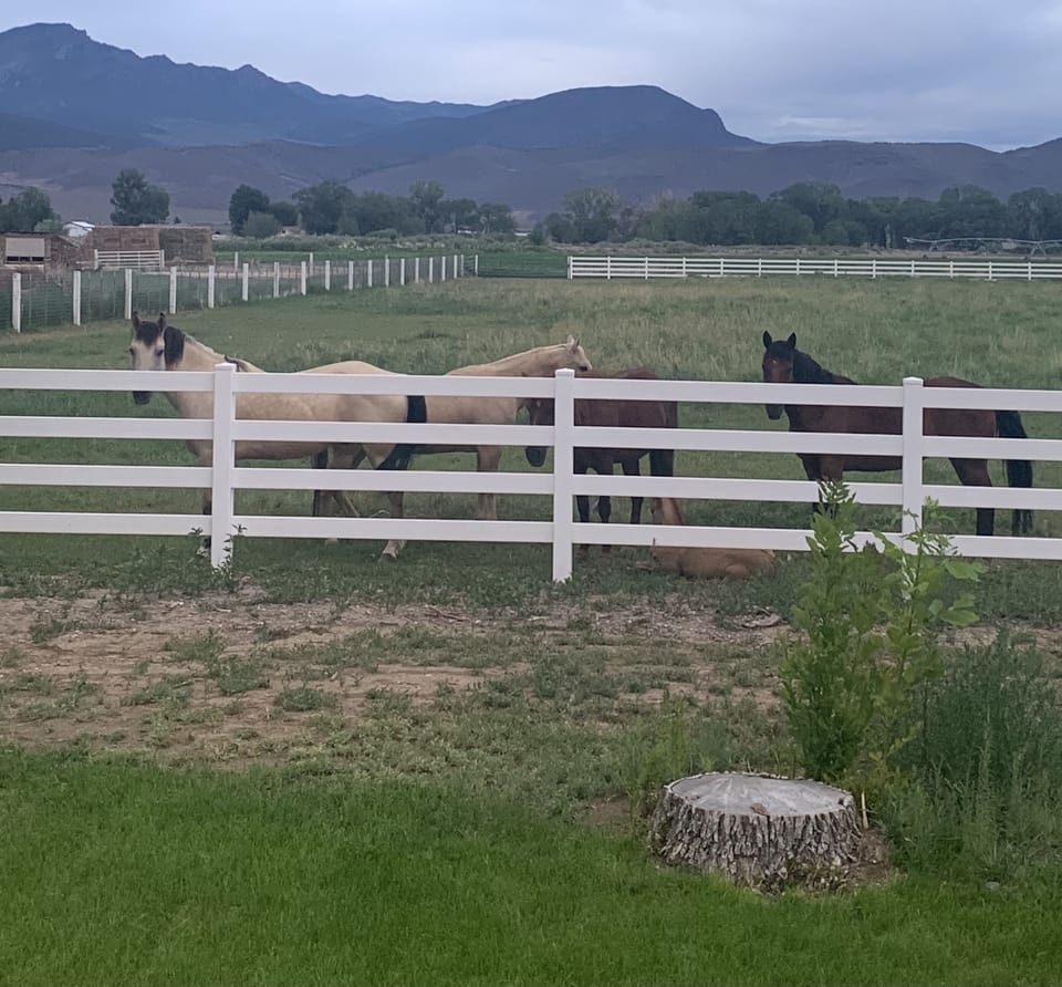 Sometimes horses or cows live behind our house. In Winter its empty.