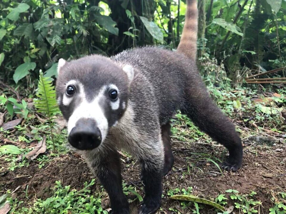 A curious Coati, known as "Pizote" here in Costa Rica.  They belong to the racoon family and will often visit during stops at secluded beaches.  