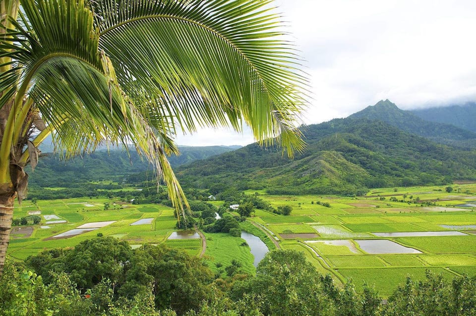 Taro Fields