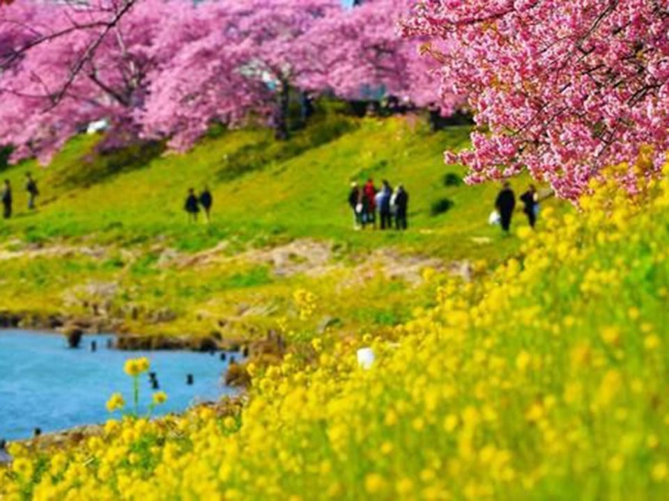 ・[Minami Cherry Blossom Festival] Cherry blossoms and rape blossoms