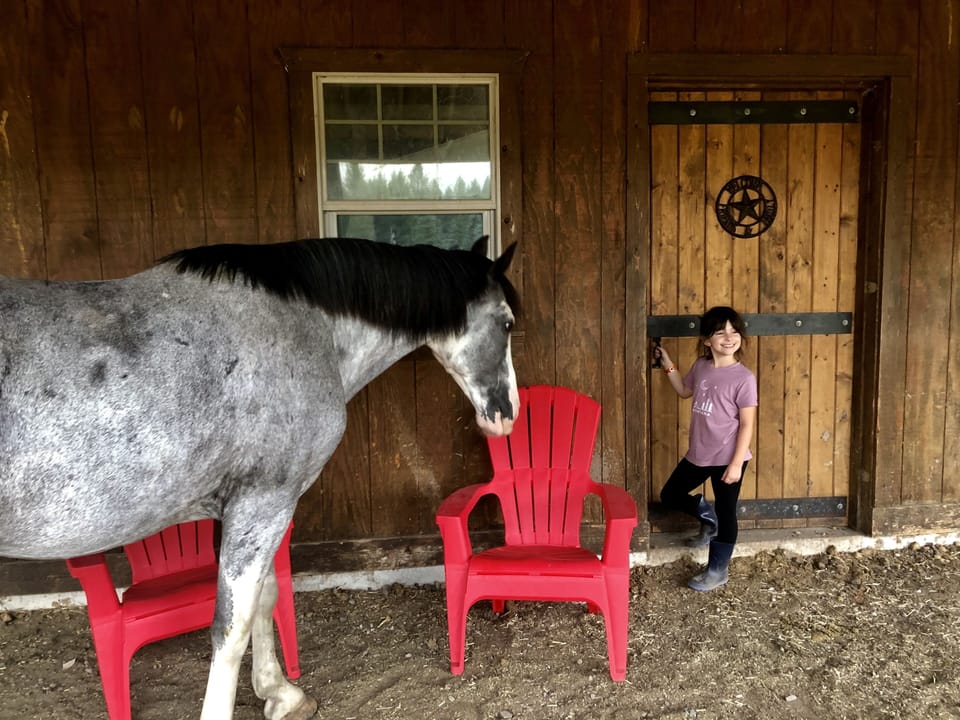 This is Steele, one of our friendly horses.