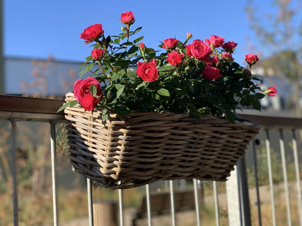 Balcony / Terrace / Patio, Outdoor