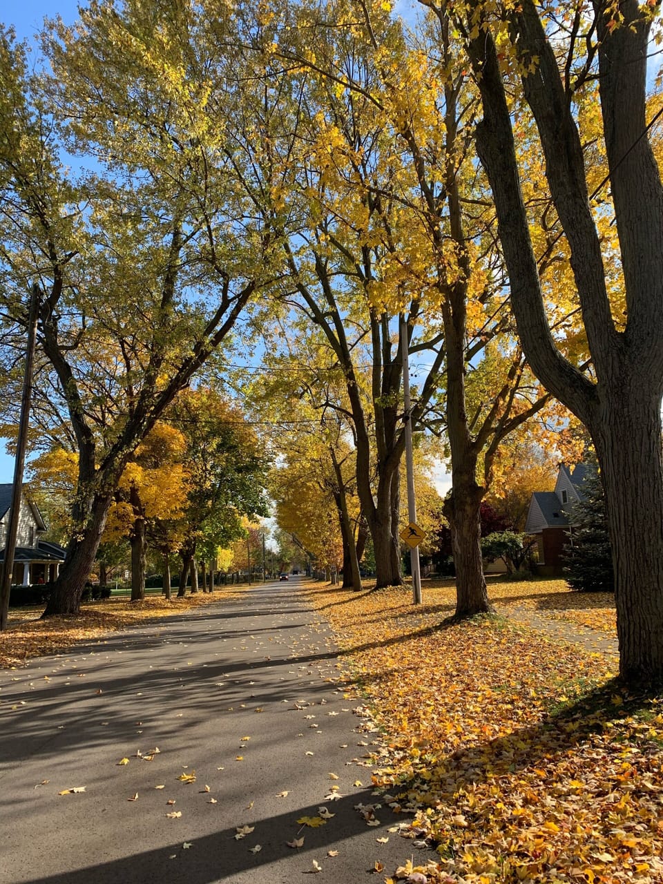 Fall colors 