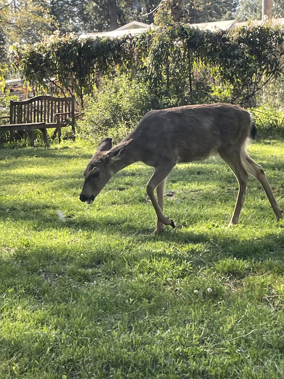 You'll see a variety of wildlife on site!
