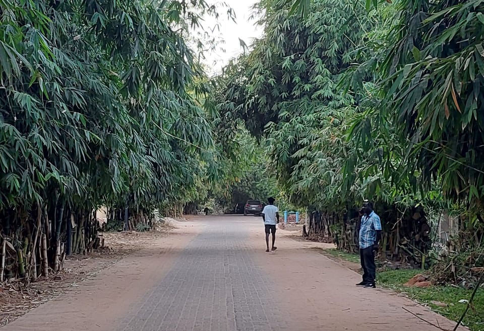 Bamboo Lined Paved Road