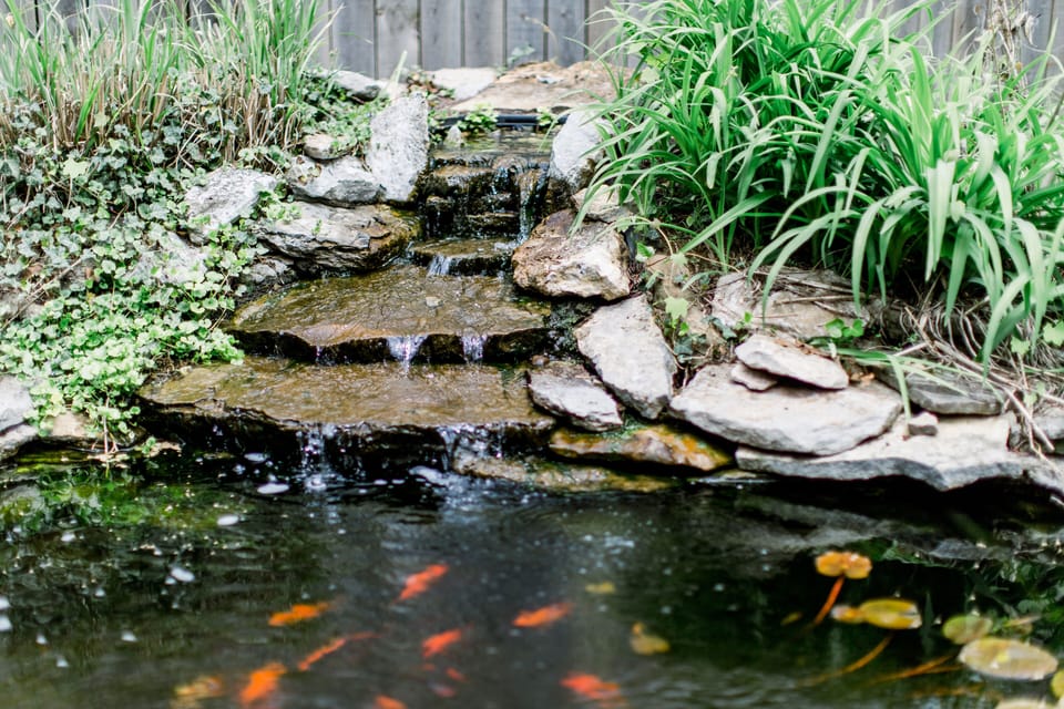 Please feel free to feed the fish! 