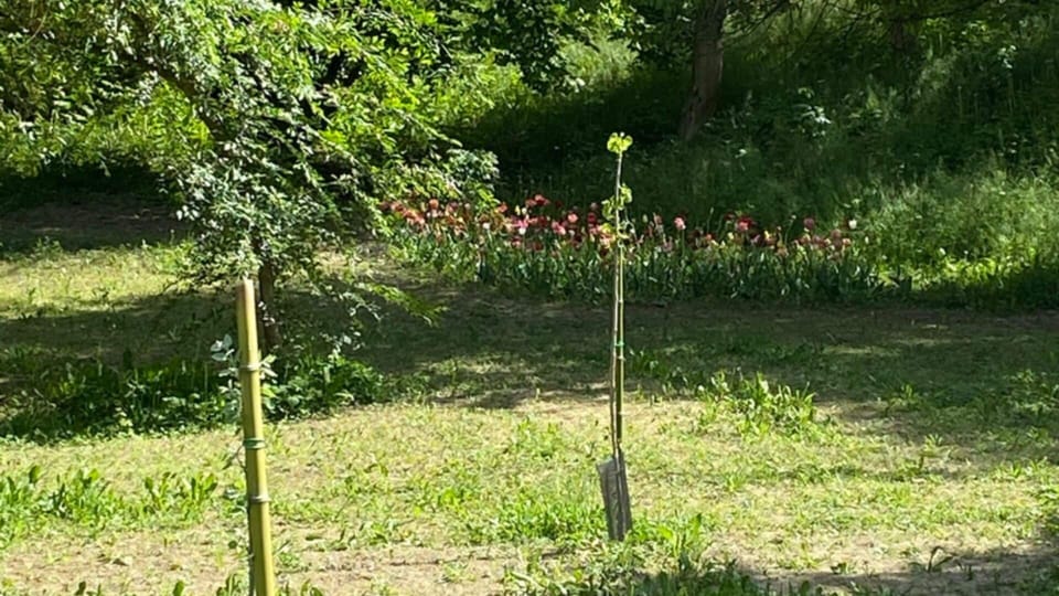 Apartment, 1 Bedroom, Accessible, Smoking | Garden