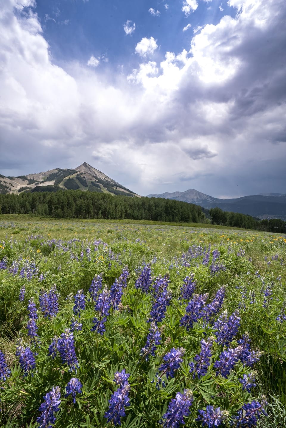 Grassland, Field, Outdoors, Nature, Countryside