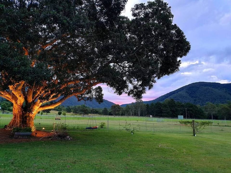 The Moreton Bay Fig on the property lit up at night time.