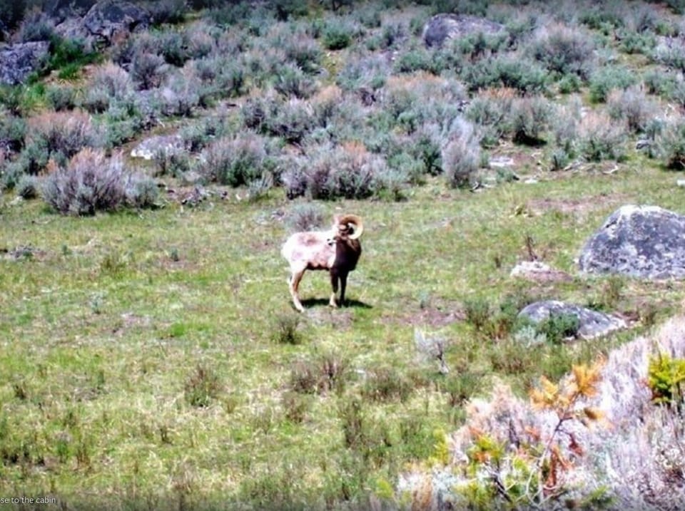 Bighorn sheep can frequently be seen in the hills close to the house