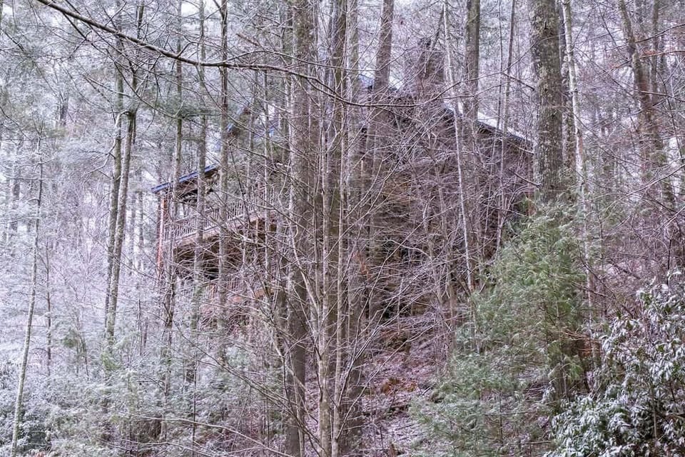 SNOW DUST WOODLANDS VIEW