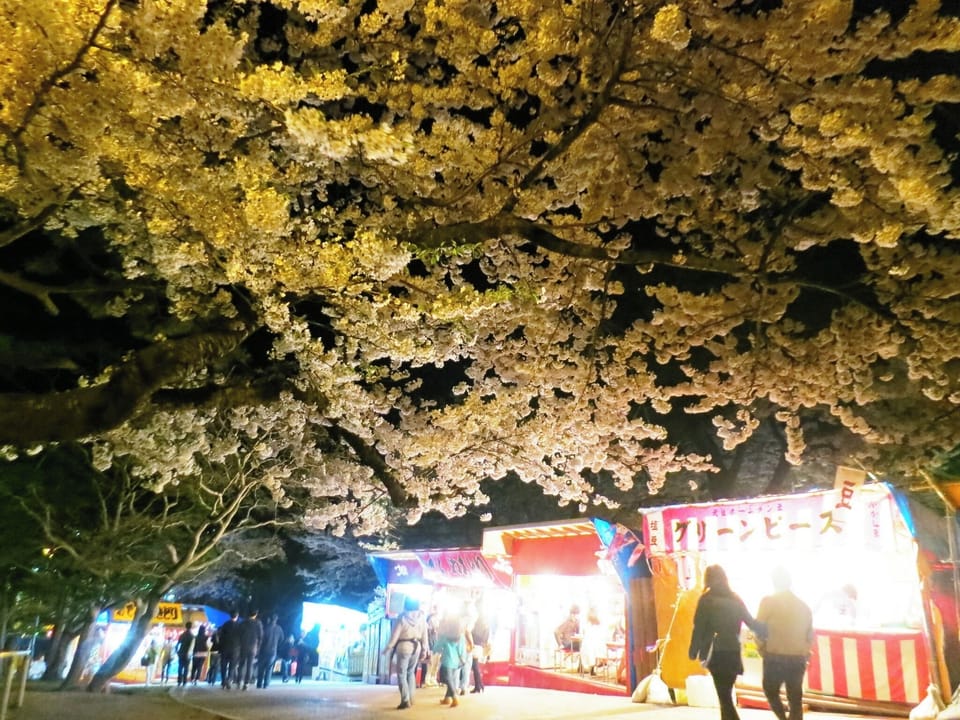 Cherry blossoms at night and outdoor stalls in Hakodate Park