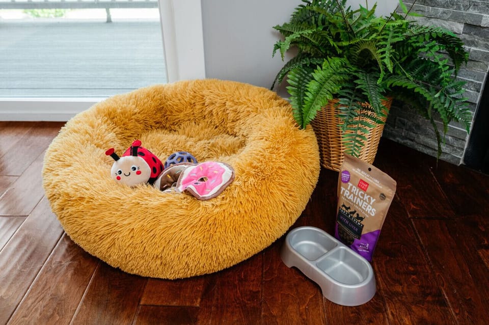 Pet-friendly perks for your furry companion! 🐾🛏️