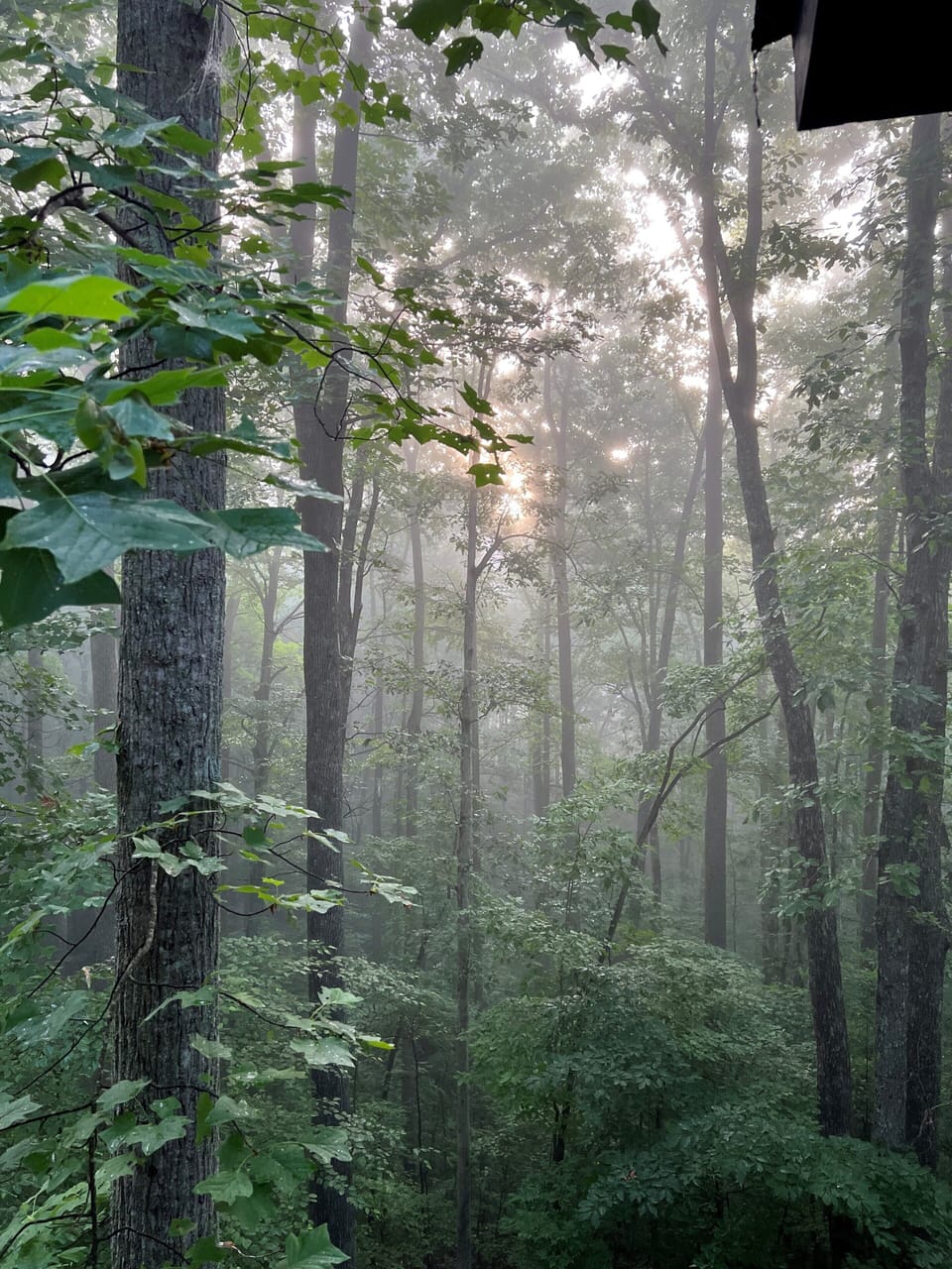 view from the upper deck on a particularly misty morning in July
