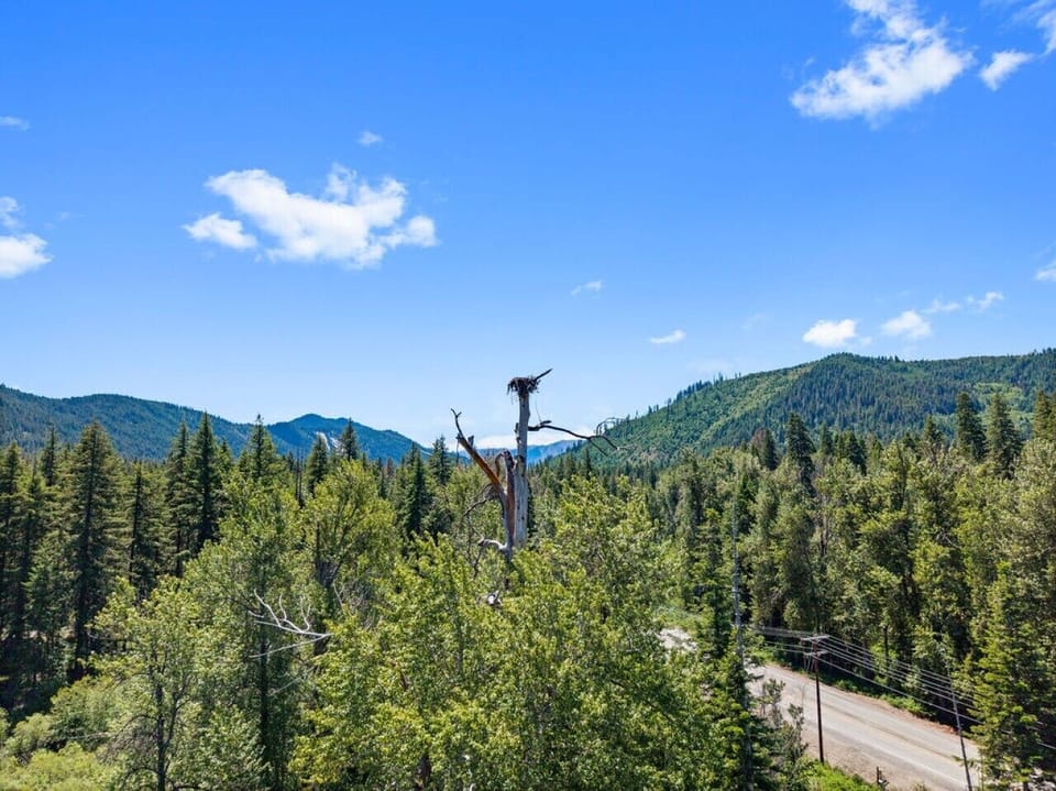 Resident Osprey Nest