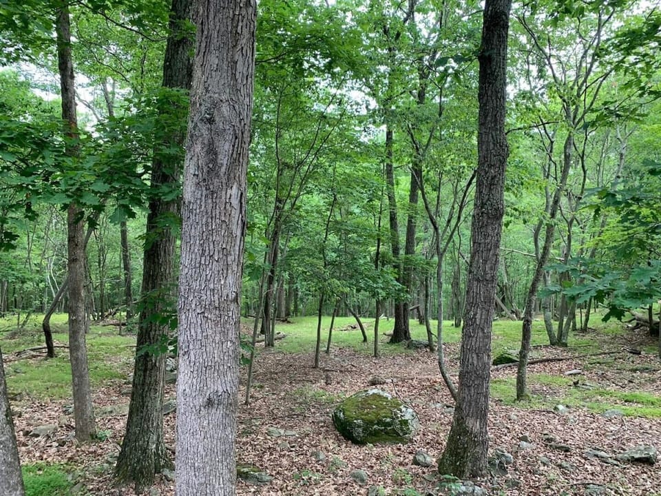 Deep woods behind the home. Enjoy nature's beauty