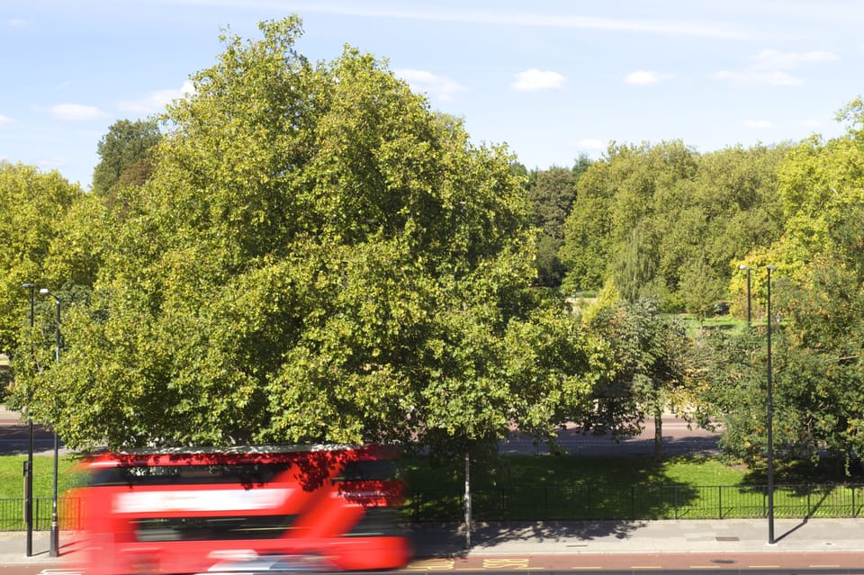 Suite, 1 King Bed, Park View | Park view