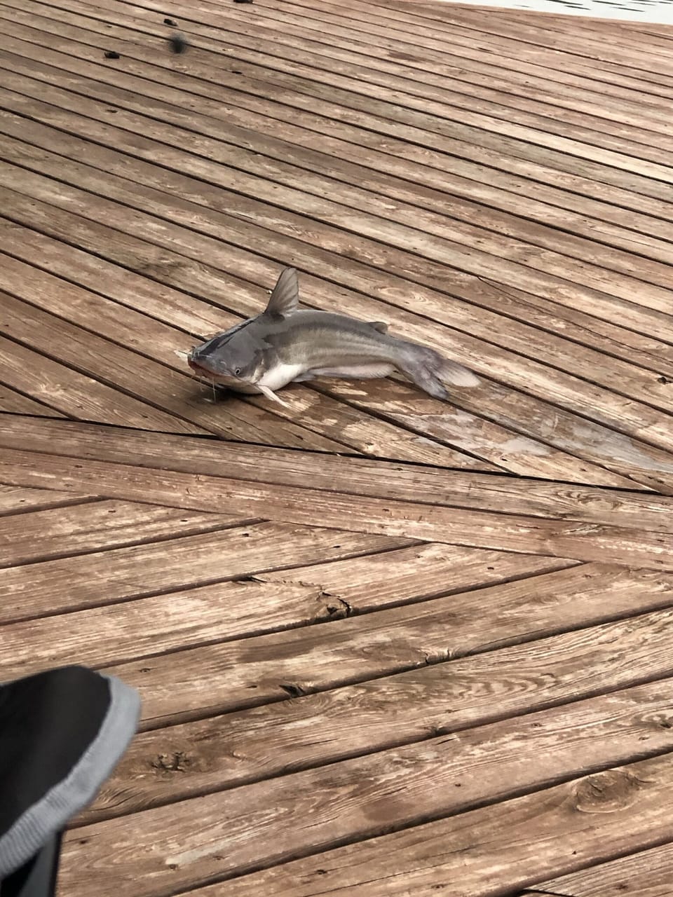 Great fishing