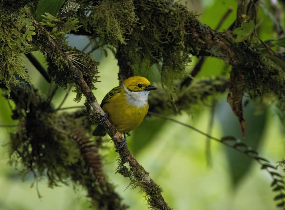 Silver-throated tanager