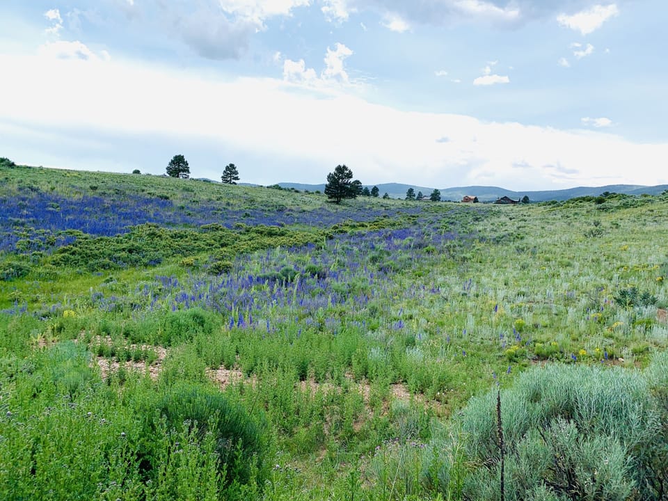 Meadows surround the home