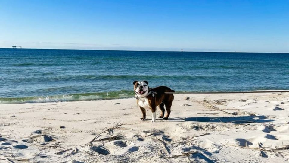 Gather your family and furry friends for a relaxing beach vacation in Gulf Shores & Fort Morgan - irresistibly warm sand.