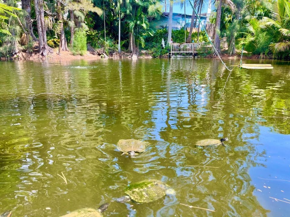 Wildlife in the lake