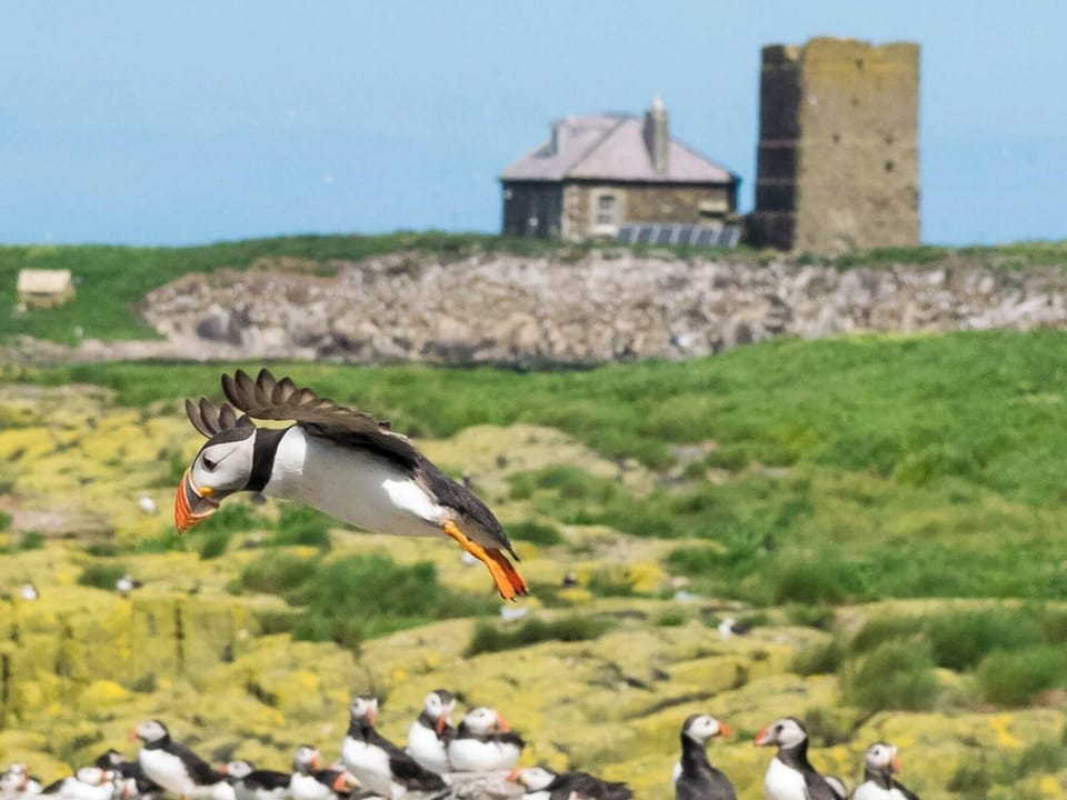 Local attraction | Seahouses Cottage, North Sunderland Seahouses