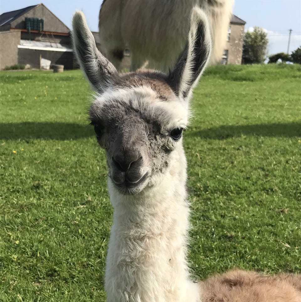 Studio | Miscellaneous