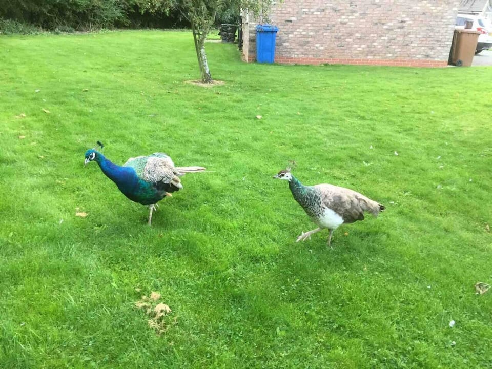 Cottage | Property grounds