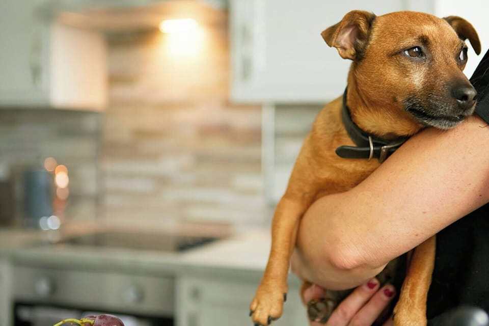 We are Dog friendly...