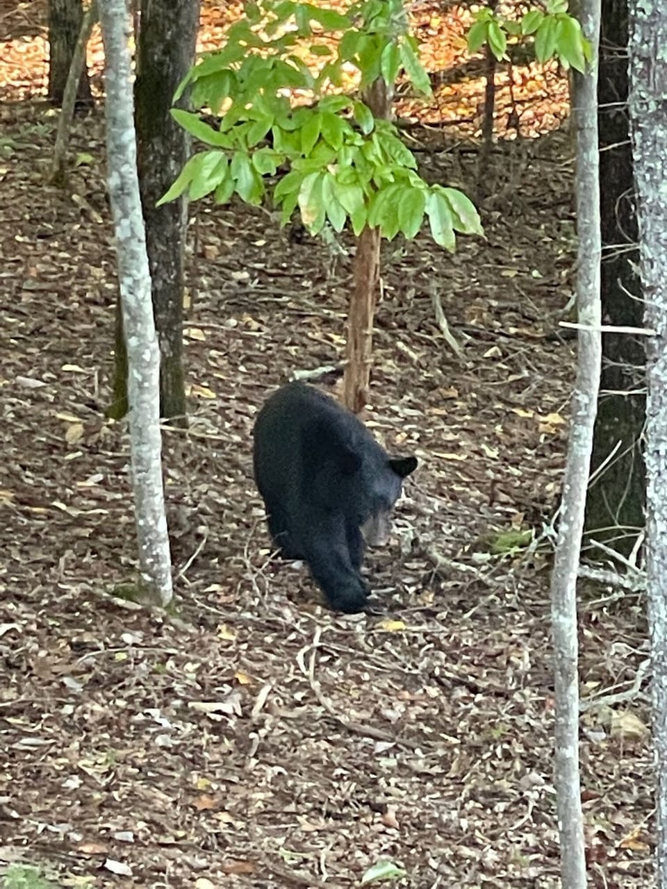 Passing by. We are delighted by the wildlife that comes to visit occasionally.
