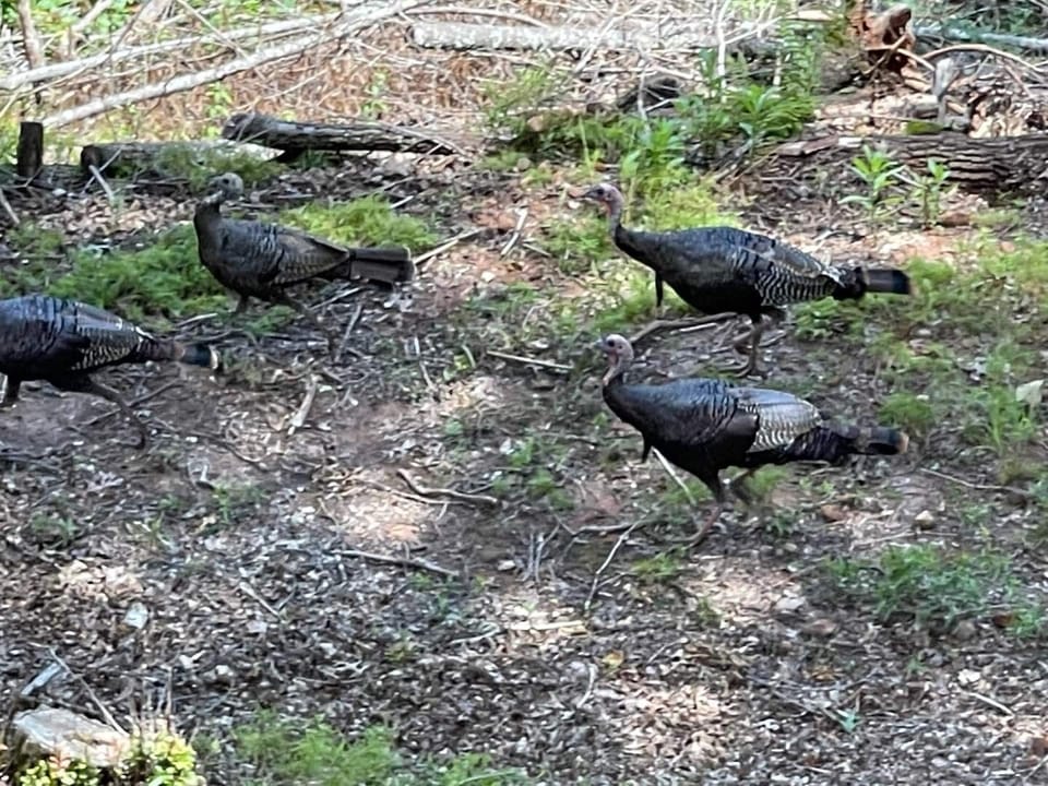 Wild turkeys also like it here. Can you tell male from female?