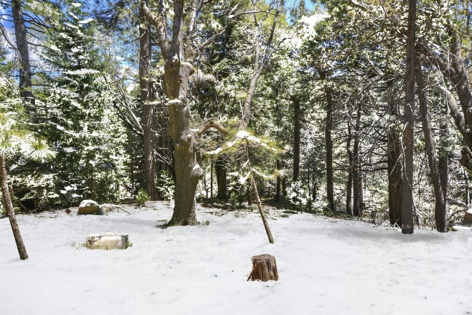Snow-covered trees and crisp mountain air—your perfect winter escape awaits.