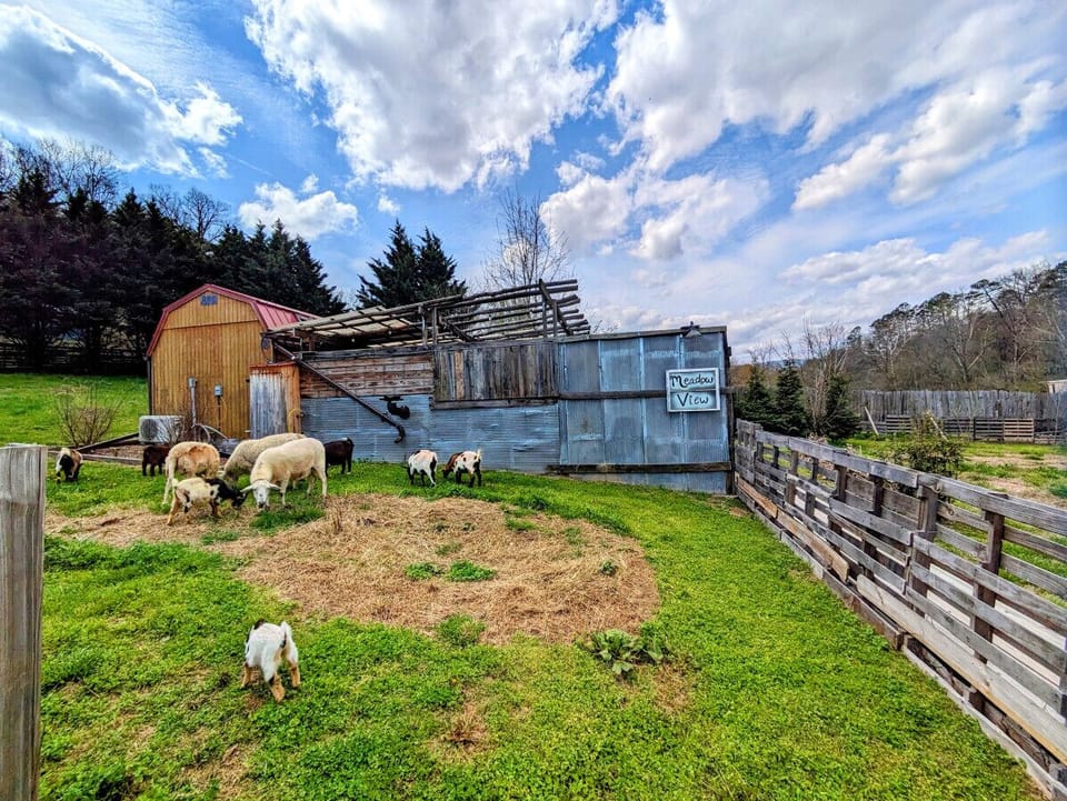 We have goats & sheep that absolutely love our guests!