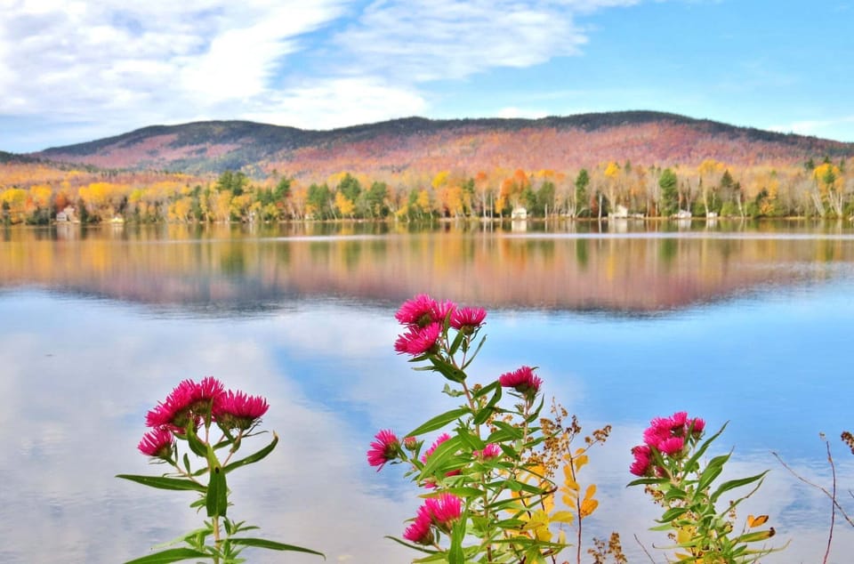 Late Foliage but the Wildflowers are still holding on Oct. 20, 2019