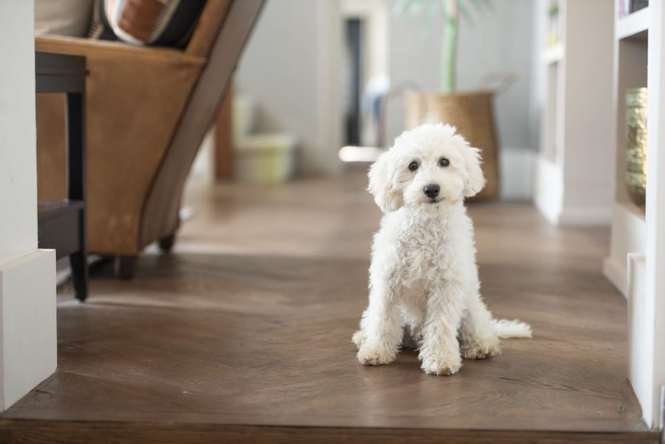 Pet friendly - Decoy Farm