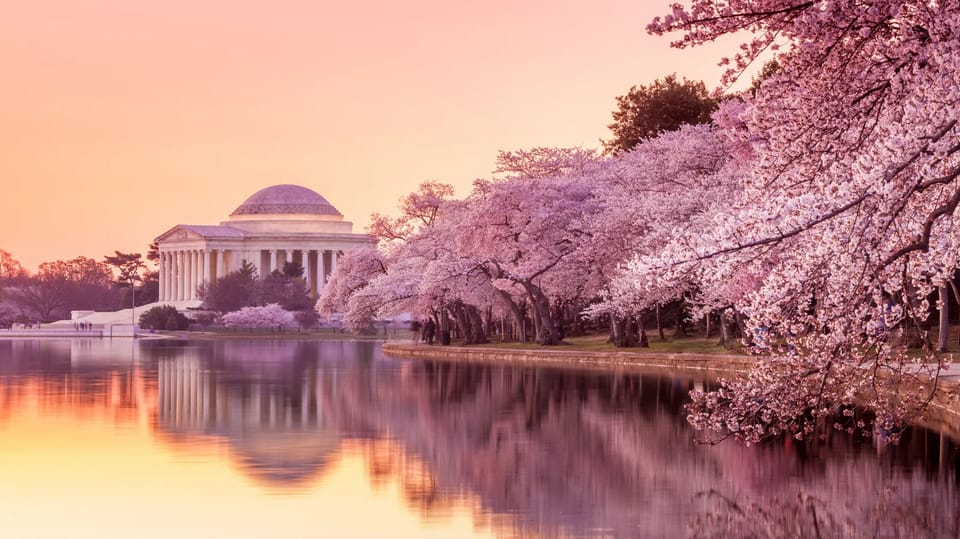 Cherry blossoms started blooming. 