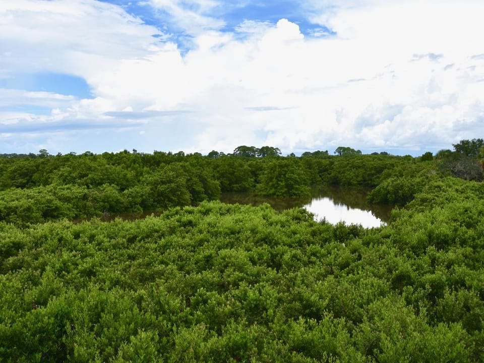 Amazing Nature and Wildlife from the View of your Condo!