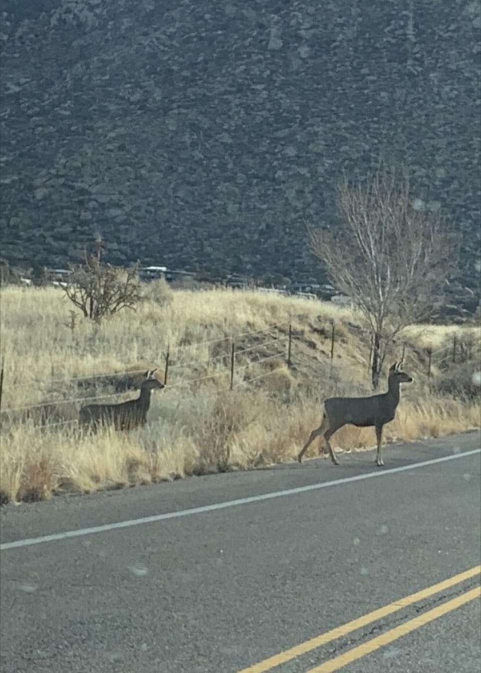 Local wildlife