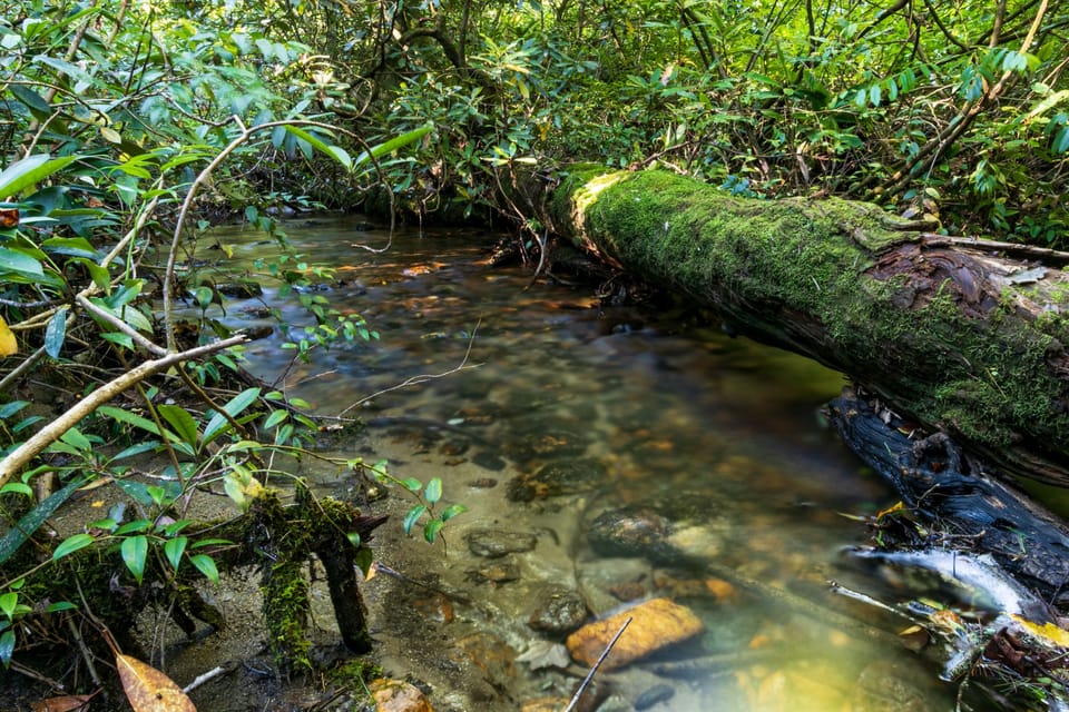 Your own creek, a short walk from Whispering Pines