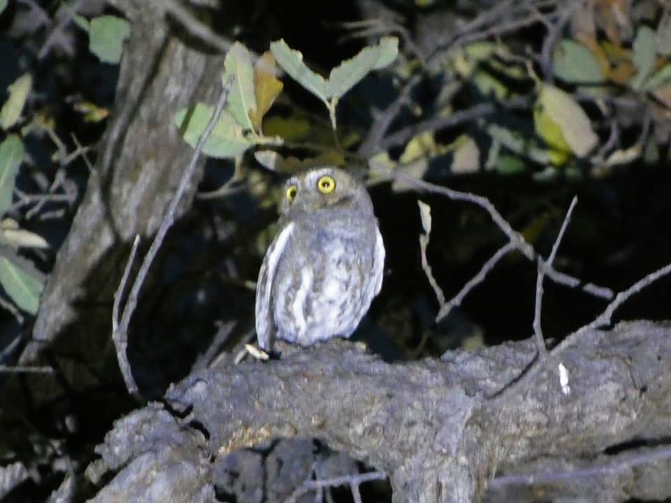 Elf Owls are on the property March - August.