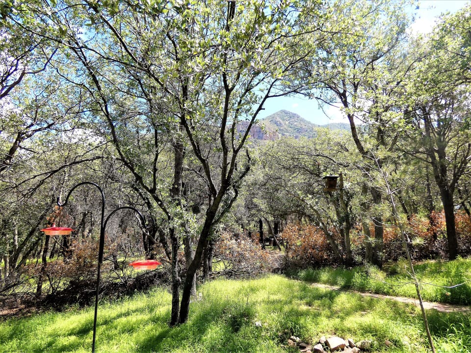 View from the patio.  Nectar, seed and suet are provided for the feeders.