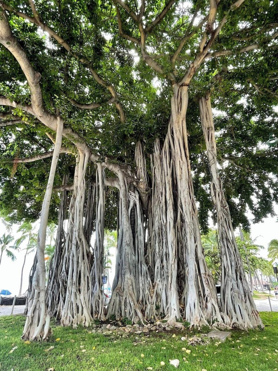 Banyan tree roundabout 