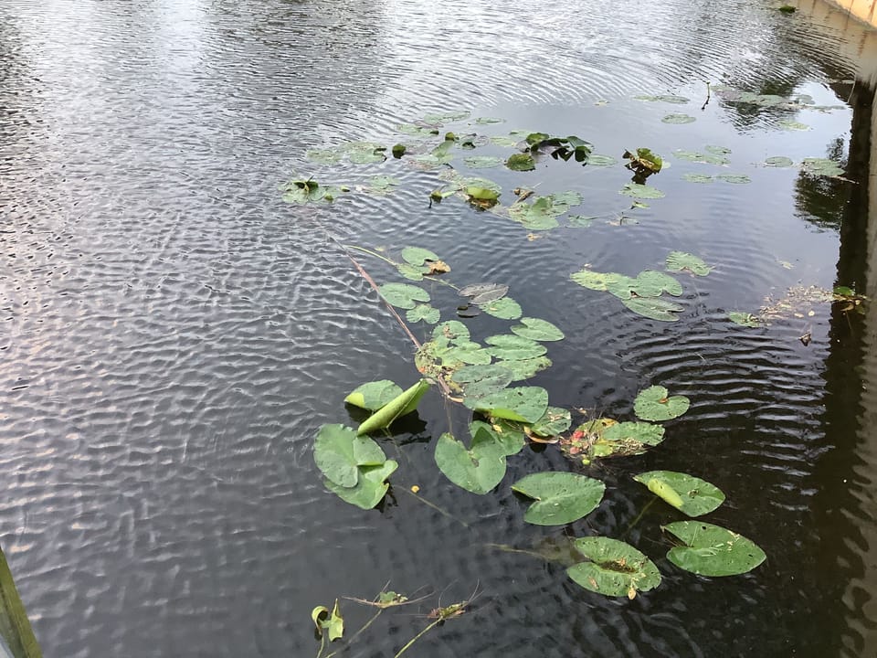 Fresh water canal behind the house!