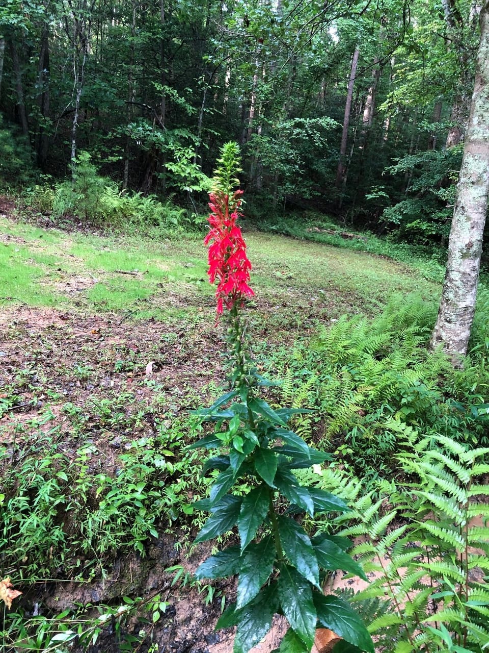 cardinal flowers grow along the creek in the summer